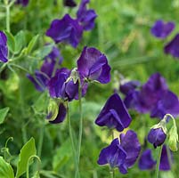 Lathyrus odoratus Mammoth Navy Blue