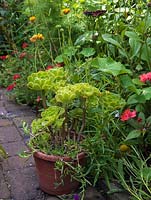 Pot of Aeonium arboreum, set against backdrop of perennials.