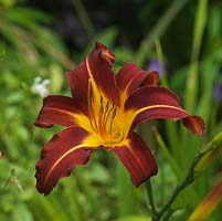 Hemerocallis - possibly 'Jolly Joker', a perennial with lily-shaped flowers in mid summer.