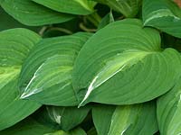 Hosta Striptease has puckered, mid green leaves with flashes down the middle.