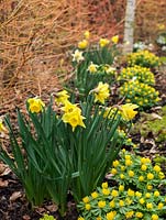 Winter aconites, snowdrops and daffodils - Narcissus Rijnveld's Early Sensation.