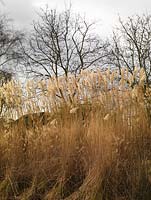 Midwinter grass beds, waves of lofty Miscanthus sinensis Goliath and Professor Richard Hansen, against a wintry sky against which are silhouetted naked trees.