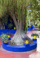 Jardin Majorelle, Yves Saint Laurent garden, plants in yellow containers around Beaucarnea recurvata, elephant's foot, ponytail palm