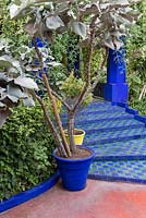 Shallow, tiled steps at Jardin Majorelle, Yves Saint Laurent garden. Kalanchoe beharensis, Elephant's Ears in blue container
