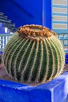 Barrel cactus growing in a blue painted raised bed in the Jardin Majorelle, Yves Saint Laurent garden 