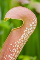 Sarracenia minor 'Waycross Georgia' Okefenokee giant