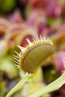 Dionaea muscicula - Venus fly trap