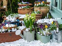 A snow covered container garden with pots of spring bulbs including Iris, Hyacinth and Violas.