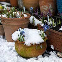 A snow covered container garden with pots of spring bulbs including Iris Harmony and Pauline