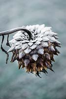 Cynara cardunculus, cardoon, coated in frost.