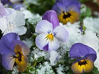 Viola used as winter bedding. 
