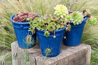 Glazed pots of drought tolerant succulents - echeveria and sempervivum.