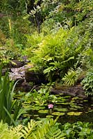Pond with round stone water fountain, Eichornia crassipes - Water Hyacinth, pink Nymphaea - Water Lily, Typha latifolia - Common Cattails and bordered by Pteridophyta - Fern plants in private backyard garden in summer