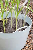 Planting Garlic 'Early Purple Wight' in a tub trug - Water regularly throughout the growing season