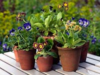 Terracotta pots planted with auriculas and violas.