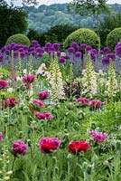 An early summer mixed border with planting including Allium 'Purple Sensation', Nepeta 'Six Hill's Giant', Papaver 'Patty's Plum' with Digitalis 'Giant Spotted' and 'Excelsior'. 