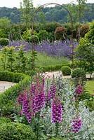 Digitalis 'Camelot Rose', foxglovein mixed bed with winding box hedging 