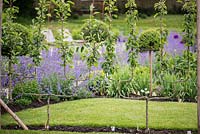 Espaliered fruit trees, behind a haze of blue catmint.