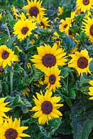 Helianthus annuus 'EOS' - Sunflowers