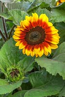 Helianthus annuus 'Rio Carnival' - Sunflowers