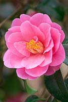 Camellia 'Inspiration', reticulata x saluenensis.  Shrub, March. Close up portrait of pink flower.