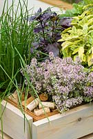 Herbs in raised wooden planter - bed with cork mulch. 