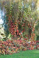 Vitis coignetiae climbing up Silver Birch tree. October.