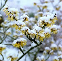 Hamamelis x intermedia Pallida, a golden witch hazel sprinkled with snow.