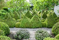 The kitchen garden is dominated by four standard fig trees surrounded by clipped box pyramids interspersed with Buxus microphylla var. japonica 'Morris Midget', purple alliums and herbs such as purple sage. 
