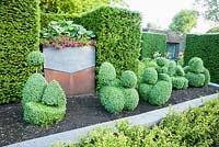 Steel container with decorative lead 'collar' planted with hostas and red annuals set into yew hedge behind raised bed of topiary box hens. 