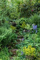 Small stone steps in a woodland garden. Plants include Aquilegia vulgaris, Helleborus, Euphorbia x martinii and ferns.