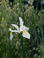 Iris ochroleuca, a beardless type, with Briza maxima.