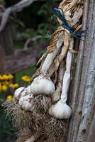 Garlic bulbs, tied and hung up to dry