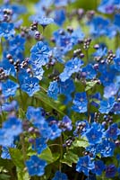 Omphalodes cappadocica 'Cherry Ingram' - navelwort