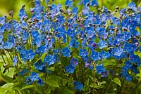 Omphalodes cappadocica 'Cherry Ingram' - navelwort 