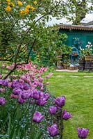 A spring border with Tulipa 'Blue Aimable', 'Esther', 'Florosa' and 'China Pink' underplanted with forget-me-nots and stocks. 