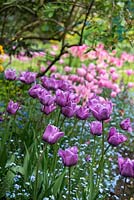 Tulipa 'Blue Aimable' in a spring border underplanted with forget-me-nots.