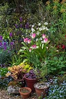 Pots of pink Tulipa 'Florosa' and heuchera with forget-me-nots, Erysimum 'Bowles Mauve' and allium.
