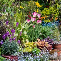 Pots of Tulipa 'Florosa' amongst pots of heuchera and Erysimum 'Bowles Mauve' with self-seeded forget-me-not.