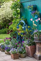 An old iron mangle, painted blue forms a focal point in an arrangement of pots of violas, forget-me-nots and euphorbia, Tulipa 'Black Parrot' and 'Blue Parrot'.