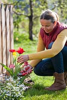 Woman deadheading tulips.