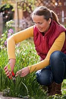 Woman deadheading daffodils.