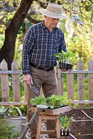 Man with trays of vegetable seedlings ready for planting including broccoli, brussels sprouts, celery, kohlrabi and swede.