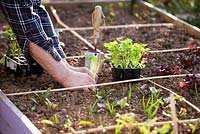 Man planting out young broccoli into areas marked with canes.