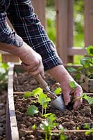 Man planting swedes.