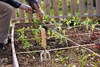 Man planting out young vegetable plants. Focus on a fork.