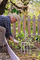 Man planting out swedes or young vegetable plants. Focus on a fork.