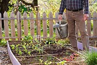 Raised beds with recently planted vegetable seedlings in spring garden. Man with a watering can.