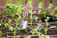 Garden hand trowel in vegetable raised bed with planted seedlings.