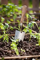 Garden trowel in raised bed of newly planted vegetable seedlings.